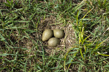 Wall Mural - Limosa limosa. The nest of the Black-tailed Godwit in nature.