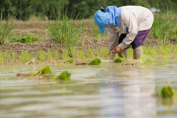 Wall Mural - Female farmer wearing blue hat, planting rice on rice field.People wearing gray long-sleeved shirts and wearing rubber gloves are working.transplant rice seedlings.