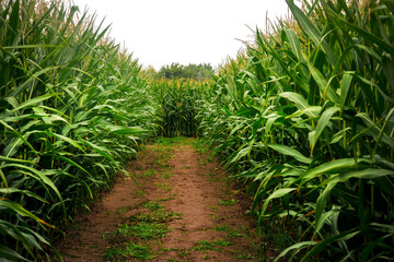  corn maze