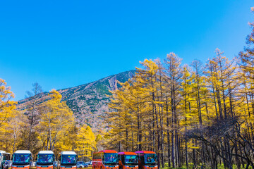 Wall Mural - 赤沼駐車場のカラマツ林と男体山　日光市