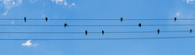 Birds On Wire With Blue Sky
