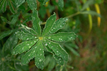 Lupine Leaf Covered With Rain Drops
