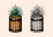 Mexican Blue Agave Plant And Wooden Barrel. Ingredient For Making Tequila. Hand Drawn Engraved Sketch For T-shirt.