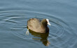 Coot bird swims in blue water.