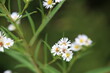 © Laura Jean Smith - Dainty wildflowers - white, yellow and green beauty of nature.