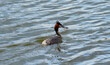 Great Crested Grebe caught fish.