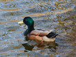 Male mallard duck swims in colorfull water.