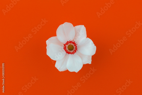 Fotografía white anemone flower on an orange background top view