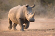 White rhinoceros charge running with dust