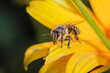 bee looks upright sitting on a yellow flower/bee pollinates yellow flower looking forward
