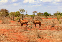 Gazellen In Tsavo East National Park, Safari In Kenia.