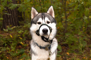  Handsome male Siberian Husky dog with sand covered halter against traction. Horizontal portrait with copy space on the left