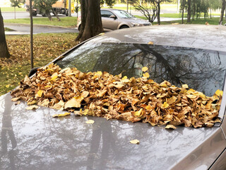 Car windshield and hood covered with yellow autumn leaves. Autumn concept.