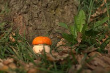 Decorative Pumpkin, Similar To A Mushroom With An Orange Cap, Near A Tree Trunk And Green Dandelion Leaves 