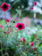 Wall Mural - Potentilla magenta flowers and buds in the park