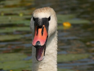 Wall Mural - Angry mute swan (Cygnus olor) - portrait of swan hissing, Gdansk, Poland