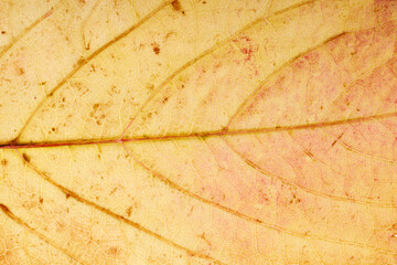 Aufkleber - old yellow leaf. background for design