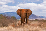 Fototapeta Sawanna - An adult African bush elephant (loxodonta africana) standing in open savannah, Tsavo, Kenya