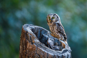 owl at sunrise. boreal owl, aegolius funereus, perched on decayed trunk. typical small owl with big 