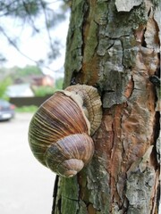 snail on a tree