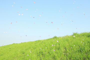 Canvas Print - 草と青空