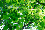 Fototapeta Kuchnia - 新緑の葉っぱ