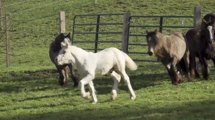 Canvas Print - Herd of Gypsy Vanner Horse colts & fillies run at liberty across autum pasture