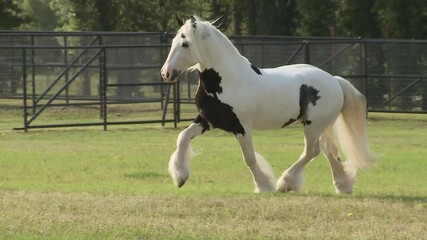 Canvas Print - Gypsy  Horse stallion sequence running unbridled at liberty