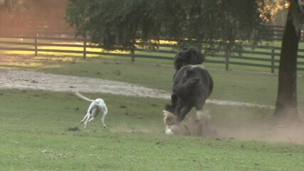 Wall Mural - Gypsy Vanner Horse stallion Caymus running liberty unbridled