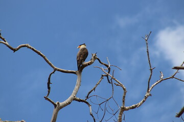bird on a tree