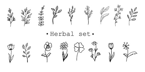 hamd drawn set of flowers and branches