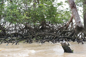 tree in water