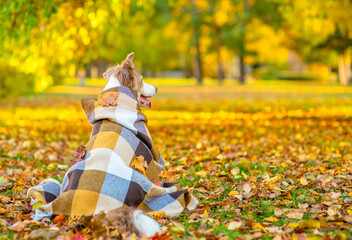 Canvas Print - Pensive Border collie dog covered warm plaid sits at autumn park and looks away on empty space