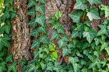 Invasive English Ivy Growing Up The Trunk Of An Evergreen Tree
