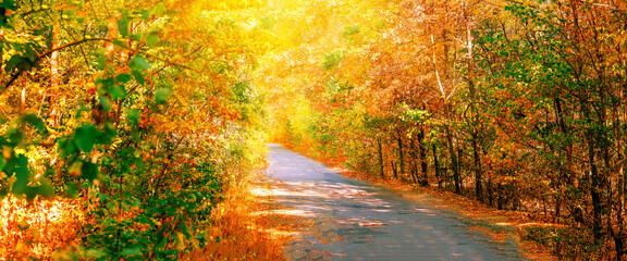 Wall Mural - road in the autumn forest