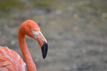 Pink Flamingo, Close-up Of A Bird's Head On A Thin Curved Neck: Place For Text