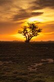 Fototapeta Sawanna - Beautiful golden sunrise over the fields 