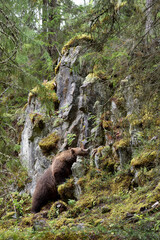 Wall Mural - brown bear near the cliff in the forest valley at summer