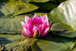 Lilia wodna Nymphaea cudownie kwitnie na wodzie - kolorowy wodny kwiat pod ochroną