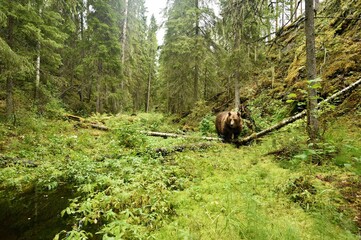Wall Mural - brown bear in the old forest valley