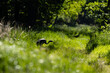 Młody żuraw zwyczajny Grus grus na spacerze w lesie, schylony i zgarbiony młody ptak spaceruje ścieżką
