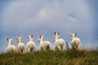 Seltener Anblick einer Herde weißer Rehe auf einem Hügel