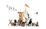 Fototapeta Zwierzęta - Group of many animals from european fauna park and garden, red fox, stork