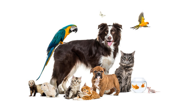Group of pets posing around a border collie; dog, cat, ferret, r