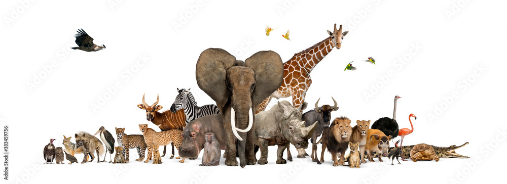 Large group of African fauna, safari wildlife animals together, in a row, isolated - obrazy, fototapety, plakaty 