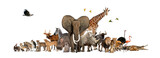 Fototapeta Zwierzęta - Large group of African fauna, safari wildlife animals together, in a row, isolated