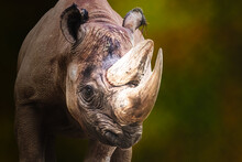 Rhino Portrait  