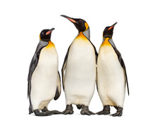 Group Of King Penguin Standing Together, Isolated On White