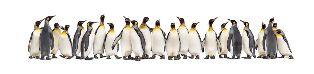 Sticker - Colony of king penguins together, isolated on white