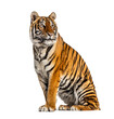 Tiger sitting in front of a white background